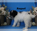 Small #2 Poodle (Toy)