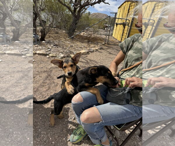 Medium Photo #4 Mutt Puppy For Sale in Williamsburg, NM, USA