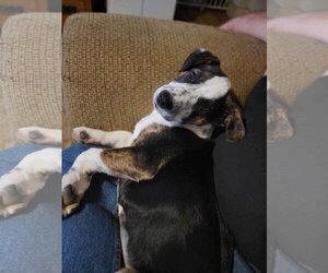 Beagle Dogs for adoption in Poplar Bluff, MO, USA