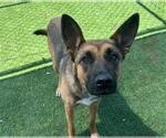 Small #1 German Shepherd Dog Mix