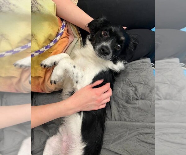 Medium Photo #4 Chihuahua-Unknown Mix Puppy For Sale in Muskegon, MI, USA