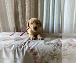 Puppy AKC Emma Golden Retriever