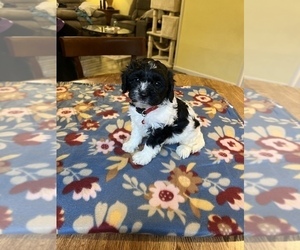 Cavapoo Puppy for sale in BELDING, MI, USA