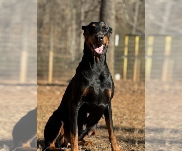 Medium Photo #7 Doberman Pinscher Puppy For Sale in NEWTON, NC, USA