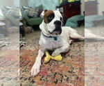 Small #31 Boxer Mix