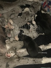 Great Dane Puppy for sale in AVELLA, PA, USA