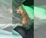 Small #8 Chihuahua