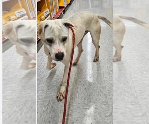 RAZOR - Male Mutt Dog for Adoption - Photo #2