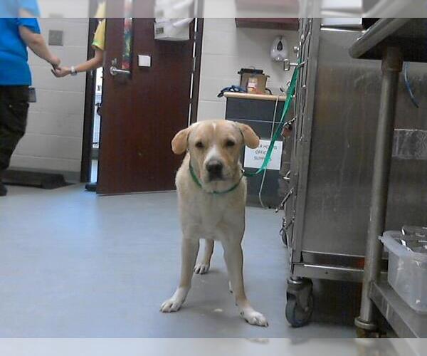 Medium Photo #1 Labrador Retriever-Unknown Mix Puppy For Sale in Fayetteville, NC, USA