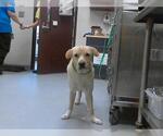 Small Labrador Retriever Mix