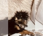 Small Photo #1 Brussels Griffon Puppy For Sale in SCOTTSDALE, AZ, USA