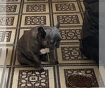 Small #1 French Bulldog Mix