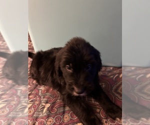 Border Collie-Irish Setter Mix Puppy for sale in BELLINGHAM, MA, USA