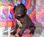 Small Photo #1 Shepadoodle Puppy For Sale in LANCASTER, PA, USA