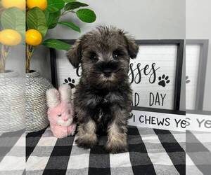 Schnauzer (Miniature) Puppy for sale in FRANKLIN, IN, USA