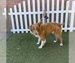 Small Border Collie Mix