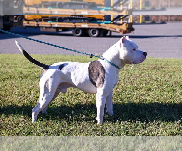 Medium Photo #4 American Pit Bull Terrier Puppy For Sale in Glen Allen, VA, USA
