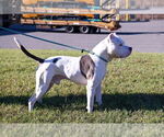 Small Photo #4 American Pit Bull Terrier Puppy For Sale in Glen Allen, VA, USA