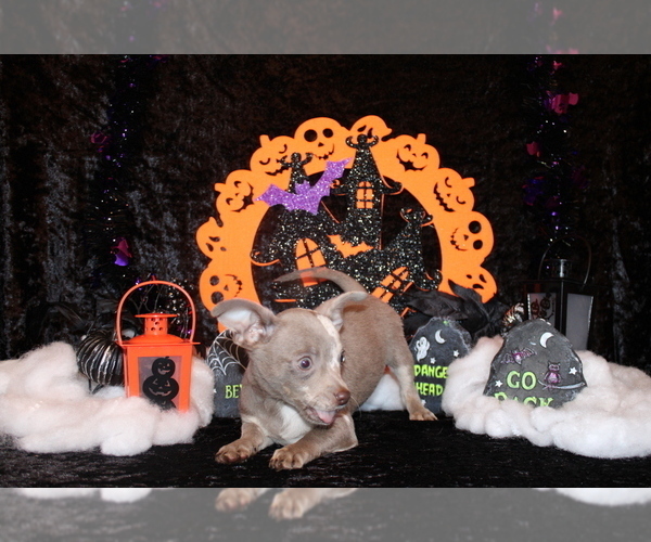 Medium Photo #66 Chihuahua Puppy For Sale in CHARLESTON, AR, USA