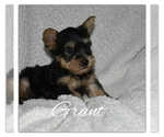 Small Photo #3 Yorkshire Terrier Puppy For Sale in SUGARCREEK, OH, USA