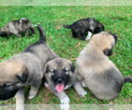 Small Photo #1 ANATOLIAN MASTIFF Puppy For Sale in MILNER, GA, USA