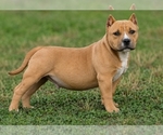 Puppy 1 American Bully