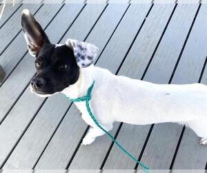 Rat Terrier-Unknown Mix Dogs for adoption in Orange, CA, USA