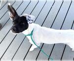 Small Rat Terrier Mix