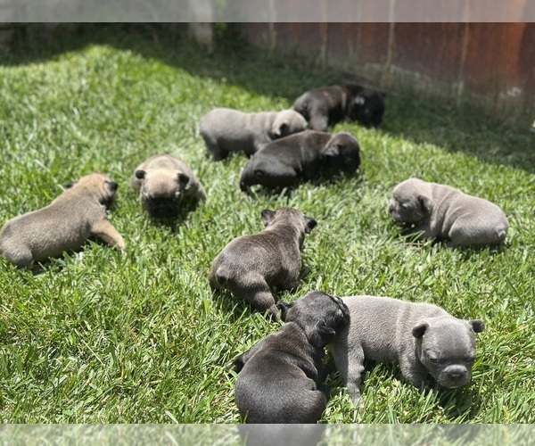 Medium Photo #1 French Bulldog Puppy For Sale in SALINAS, CA, USA