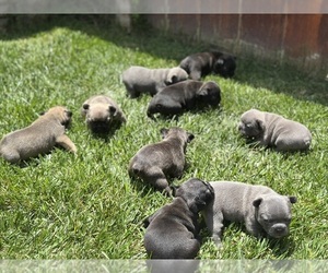 French Bulldog Litter for sale in SALINAS, CA, USA
