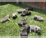 Small French Bulldog