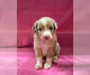 Australian Shepherd Puppy for sale in ATHENS, AL, USA