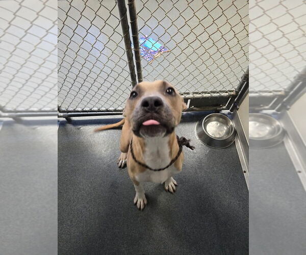 Medium Photo #1 American Pit Bull Terrier-Unknown Mix Puppy For Sale in Glen Allen, VA, USA