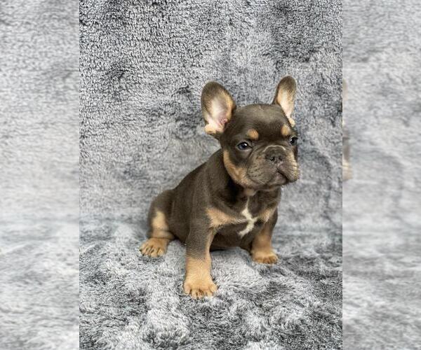 Medium Photo #4 French Bulldog Puppy For Sale in PHILA, PA, USA