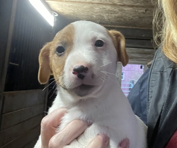 View Ad Jack Russell Terrier Litter of Puppies for Sale near