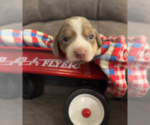 Puppy Ava Beagle