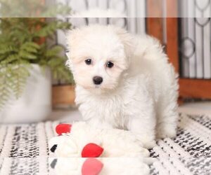 Maltichon Puppy for sale in NAPLES, FL, USA