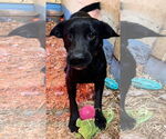 Small #2 Labrador Retriever Mix