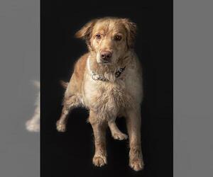 Golden Retriever-Unknown Mix Dogs for adoption in Vaughan, Ontario, Canada