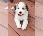 Puppy SOOKIE Miniature Australian Shepherd