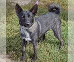 Small #4 Schipperke Mix
