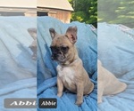 Small Photo #24 French Bulldog Puppy For Sale in POMEROY, OH, USA