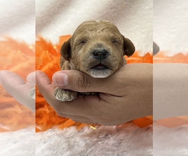 Medium Photo #2 Goldendoodle (Miniature) Puppy For Sale in BULLARD, TX, USA