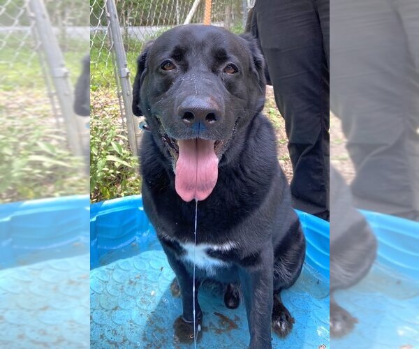 Medium Photo #14 Labrador Retriever-Unknown Mix Puppy For Sale in Rockaway, NJ, USA