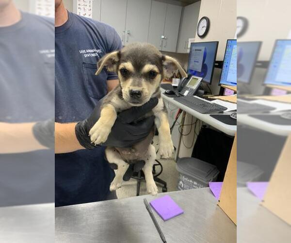 Medium Photo #1 Chihuahua-Unknown Mix Puppy For Sale in Visalia, CA, USA