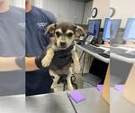 Small Chihuahua Mix