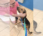 Small Photo #13 German Shepherd Dog-Unknown Mix Puppy For Sale in Winston Salem, NC, USA