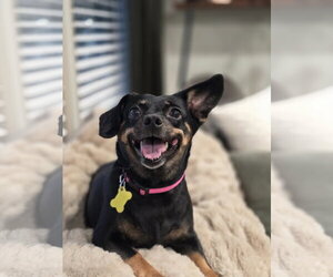 Quesito - Female Chihuahua-Unknown Mix Dog for Adoption - Photo #4