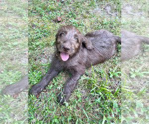 Australian Labradoodle Puppy for sale in MIDDLESEX, NC, USA