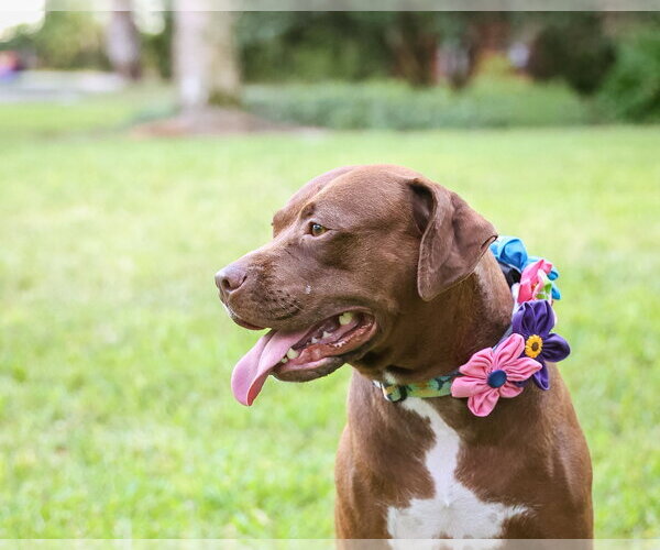 Medium Photo #2 Mutt Puppy For Sale in  Gainesville, FL, USA
